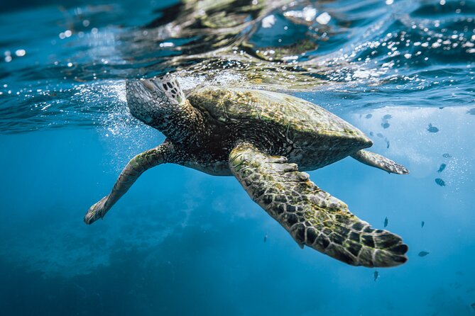 Half Day Snorkeling in Moorea - Dolphins and Whales: Spinner Dolphins and Humpbacks by Season