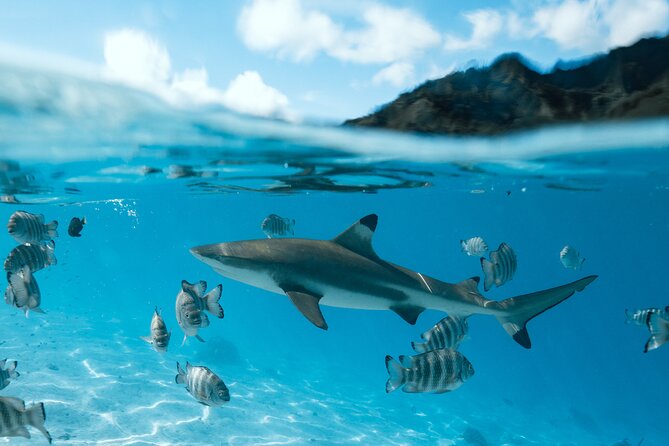 Half Day Snorkeling in Moorea - Boat Comfort, Pickup, and What the Schedule Feels Like