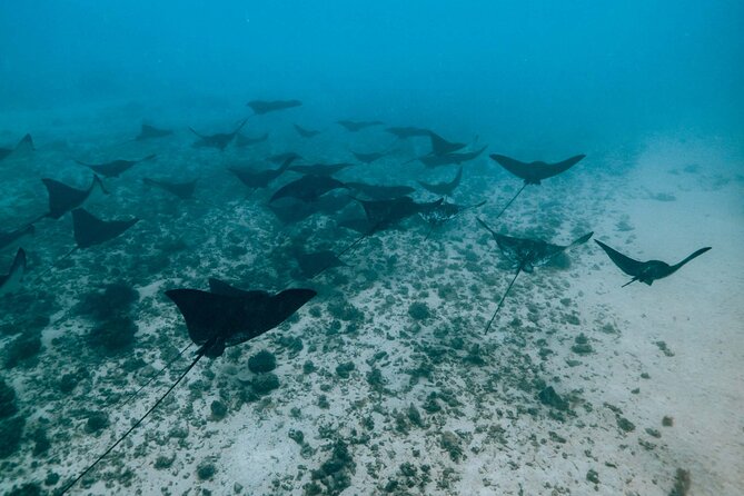 Half Day Snorkeling in Moorea - Price and Value: Is $143.42 Reasonable for Moorea?