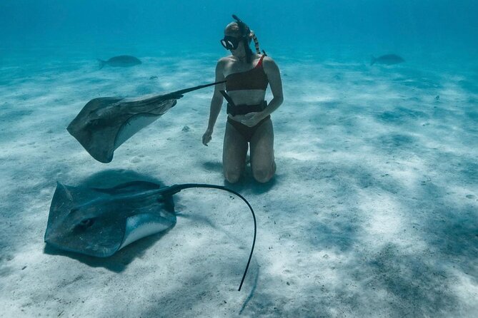 Half Day Snorkeling in Moorea - Who Should Book This Tour (and Who Might Wait)