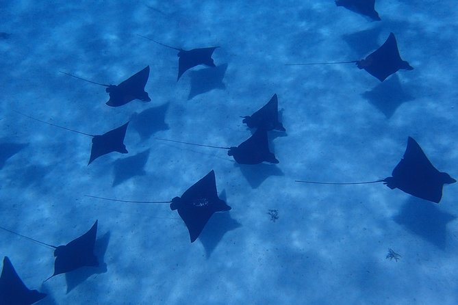 Half day Snorkeling Shared Boat Tour in Bora Bora - Key things that make this Bora Bora snorkel tour worth your time
