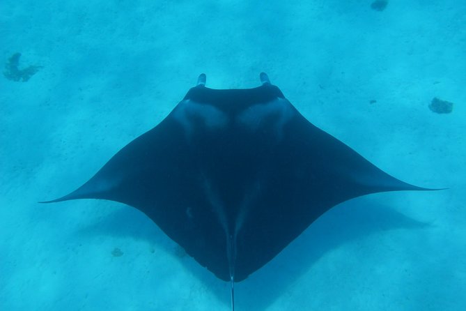 Half day Snorkeling Shared Boat Tour in Bora Bora - Why the 3.5-hour morning format is a smart Bora Bora plan