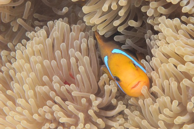 Half day Snorkeling Shared Boat Tour in Bora Bora - How ethical wildlife rules shape what you see (and what you avoid)