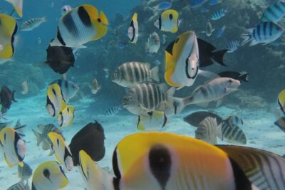 Half day Snorkeling Shared Boat Tour in Bora Bora - Small-boat, small-group: what “max 7” changes in real life