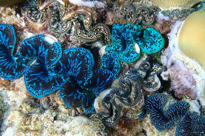 Half day Snorkeling Shared Boat Tour in Bora Bora - Pickup from your Bora Bora stay: saves time, reduces stress