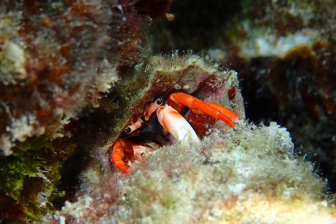 Half day Snorkeling Shared Boat Tour in Bora Bora - Price and value: is $130 per person fair for this kind of snorkeling?
