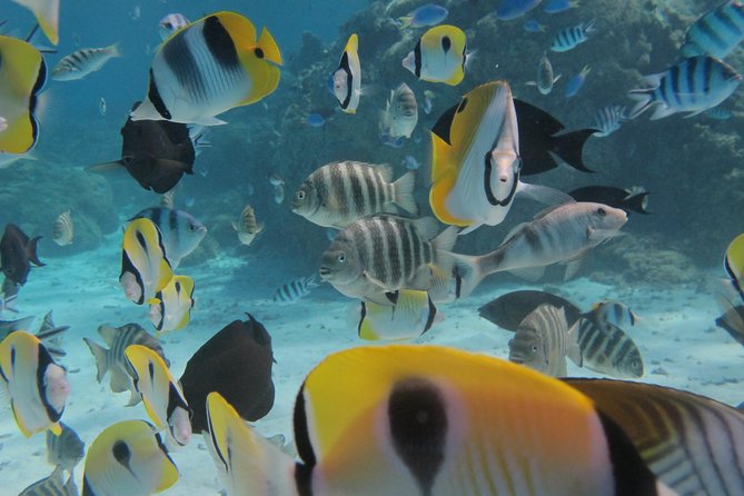 Half day Snorkeling Shared Boat Tour in Bora Bora - Small-boat, small-group: what “max 7” changes in real life