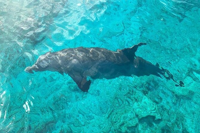 Half Day Snorkeling, Sightseeing & Island Hopping Private Charter - Wildlife you might actually see (and why it matters)