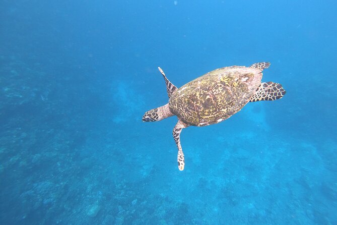 Half-Day Snorkeling Tour in Tahiti - Meeting at the Marina: What Your First 30 Minutes Should Look Like