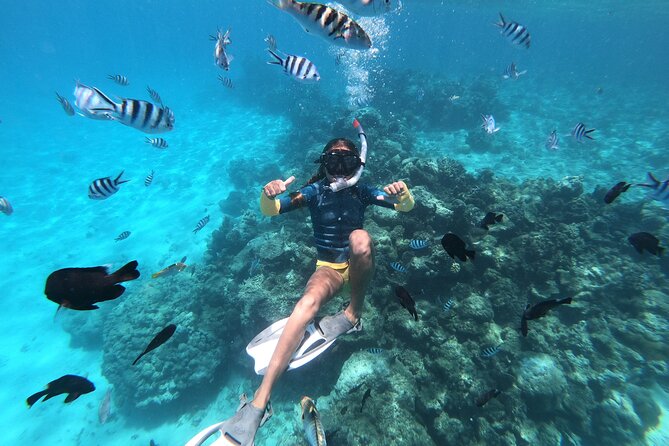 Half-Day Snorkeling Tour in Tahiti - Dolphins Over Tahiti’s Waves: The Start That Sets Expectations