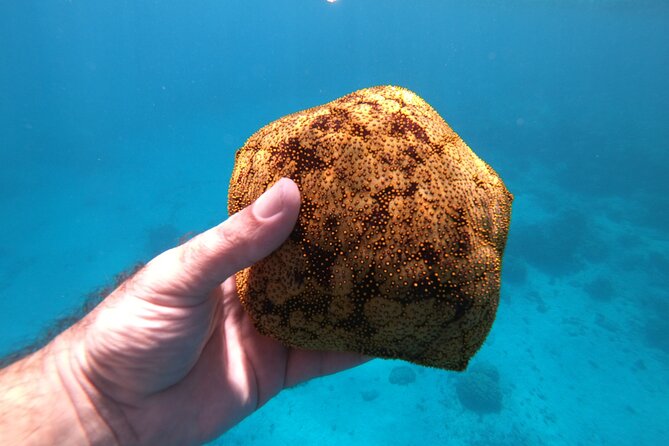 Half-Day Snorkeling Tour in Tahiti - Sapinus Bay Fishermen’s Point: A Final Snorkel With a Turtle Option