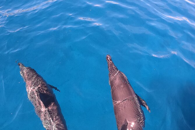 Half-Day Snorkeling Tour in Tahiti - What’s Included: Gear, Drinks, and the Kind of Snacks That Matter
