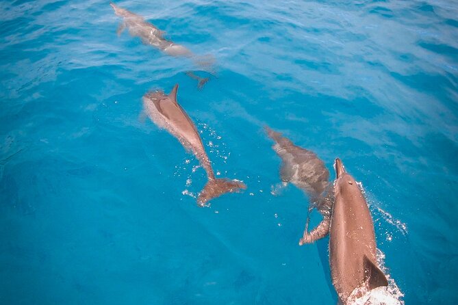 Half-Day Snorkeling Tour in Tahiti - Freshwater Springs and Coral Gardens: When the Reef Gets Strange (In a Good Way)