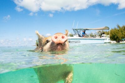Half Day Swimming Pigs on Rose Island, Snorkeling and Lunch - Rose Island Snorkeling: Coral Reef Time With Equipment Included