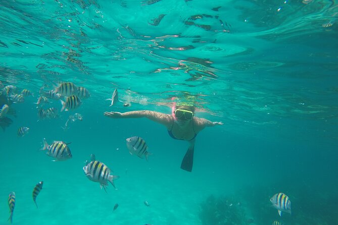 Half Day Swimming Pigs on Rose Island, Snorkeling and Lunch - Price, Value, and Who This Half-Day Tour Is Best For