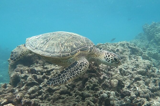 Hanauma Bay Guided Snorkeling Tour with Transportation - Entering Hanauma Bay at a time that feels calmer