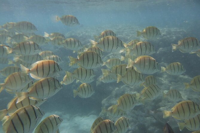 Hanauma Bay Guided Snorkeling Tour with Transportation - Gear and safety: what’s provided (and what you should bring)