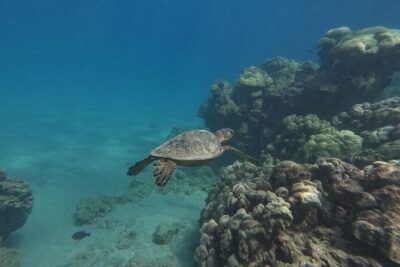 Hanauma Bay Guided Snorkeling Tour with Transportation - Price and what you’re really paying for ($115 plus entry)