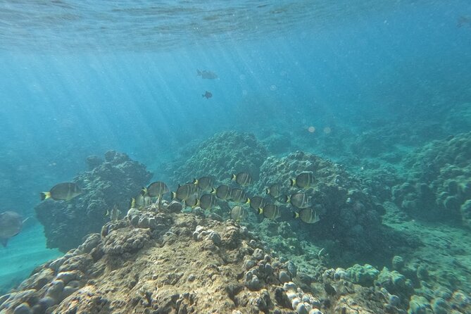 Hanauma Bay Guided Snorkeling Tour with Transportation - The Hanauma Bay snorkel: about one hour in the reef