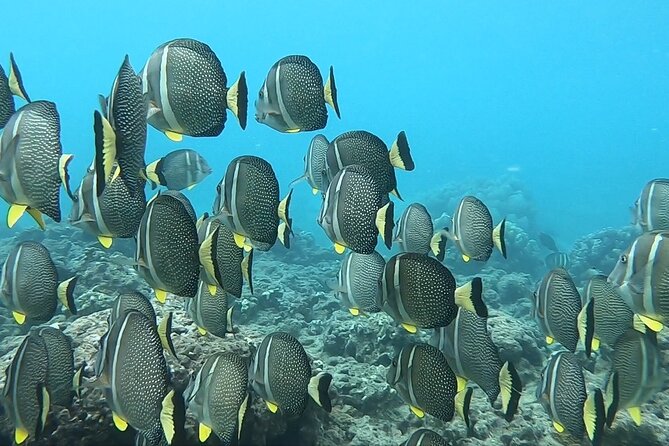 Hanauma Bay Guided Snorkeling Tour with Transportation - Choosing the right guide energy: what to expect from the coaching style