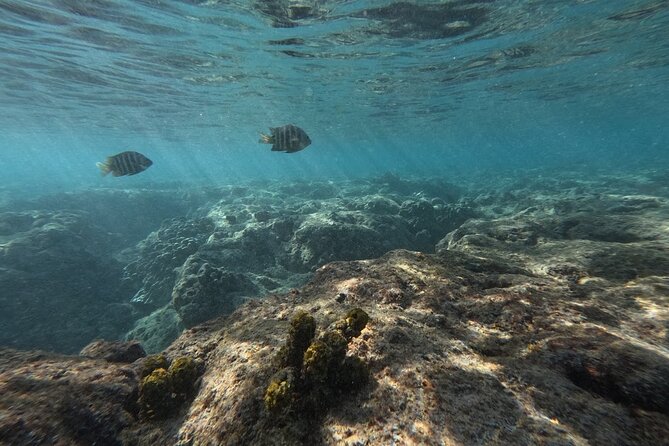 Hanauma Bay Guided Snorkeling Tour with Transportation - Photos without the hassle: how the downloadable images fit your day
