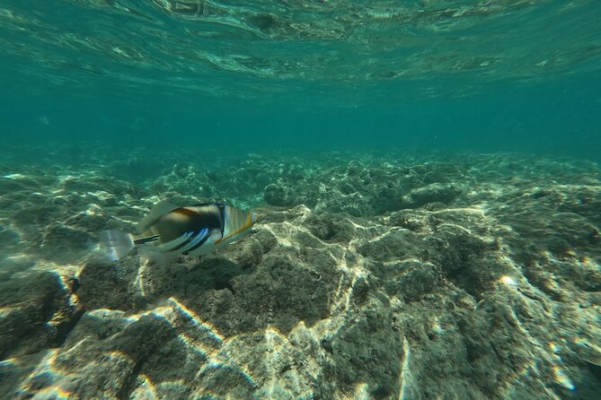Hanauma Bay Guided Snorkeling Tour with Transportation - Timing after the bay: what to do with the rest of your afternoon
