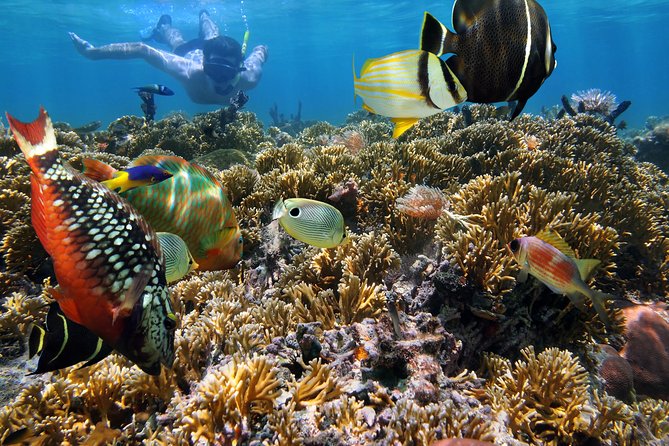 Hanauma Bay Snorkeling - Who should book this Hanauma Bay snorkeling tour?
