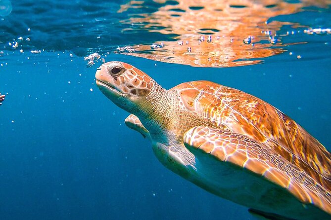 Harbour Lights-Chair &Turtle Shipwreck Snorkel Tour(10:30-1:30pm) - Key Things I’d Prioritize Before You Go
