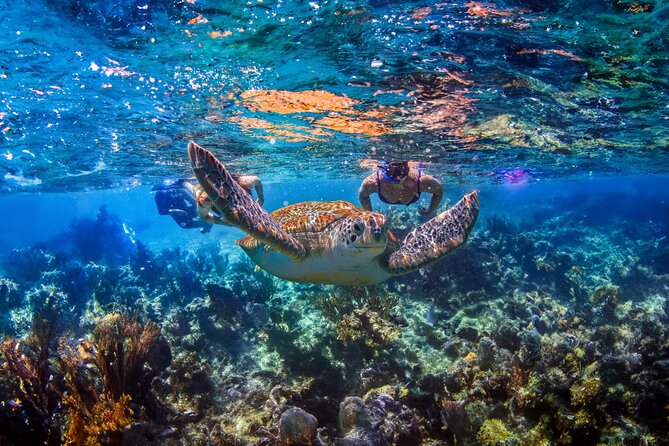 Hidden Cenote Swim: Snorkeling, Sea Turtles and Beachside Lunch - Key things to know before you go