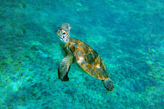 Hidden Cenote Swim: Snorkeling, Sea Turtles and Beachside Lunch - Stop 1 near Tulum: swimming an ancient cenote (rules included)