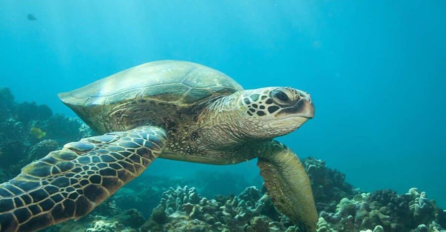 Hilo: Sea Turtle Lagoon and Black Sand Beach Snorkel - Black Sand and Sea Turtles: Why This Hilo Tour Feels Special