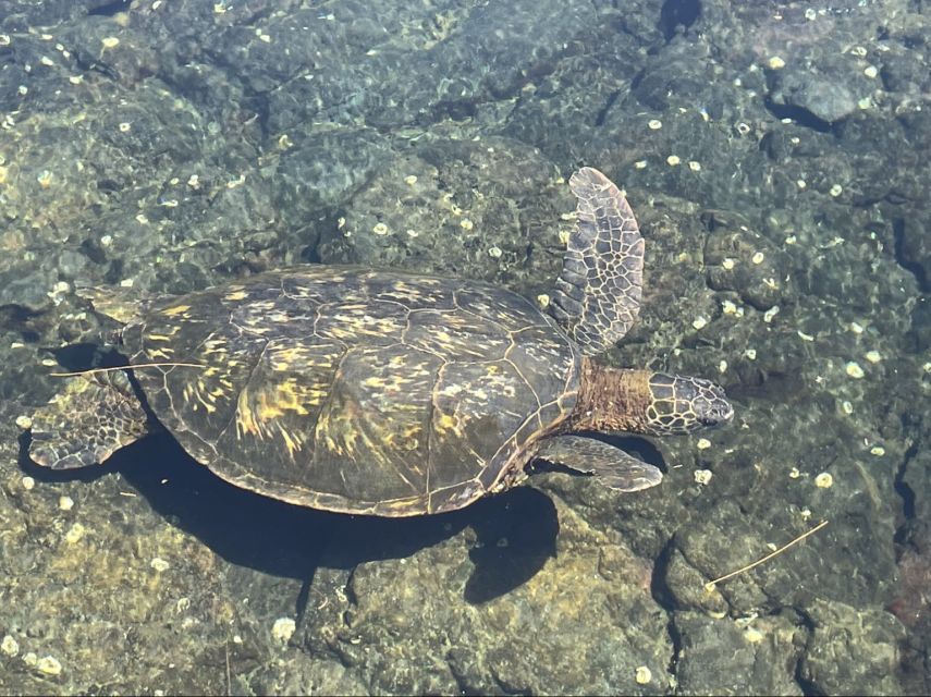 Hilo: Sea Turtle Lagoon and Black Sand Beach Snorkel - Meeting at 1717 Kamehameha Ave: Logistics That Matter More Than You Think
