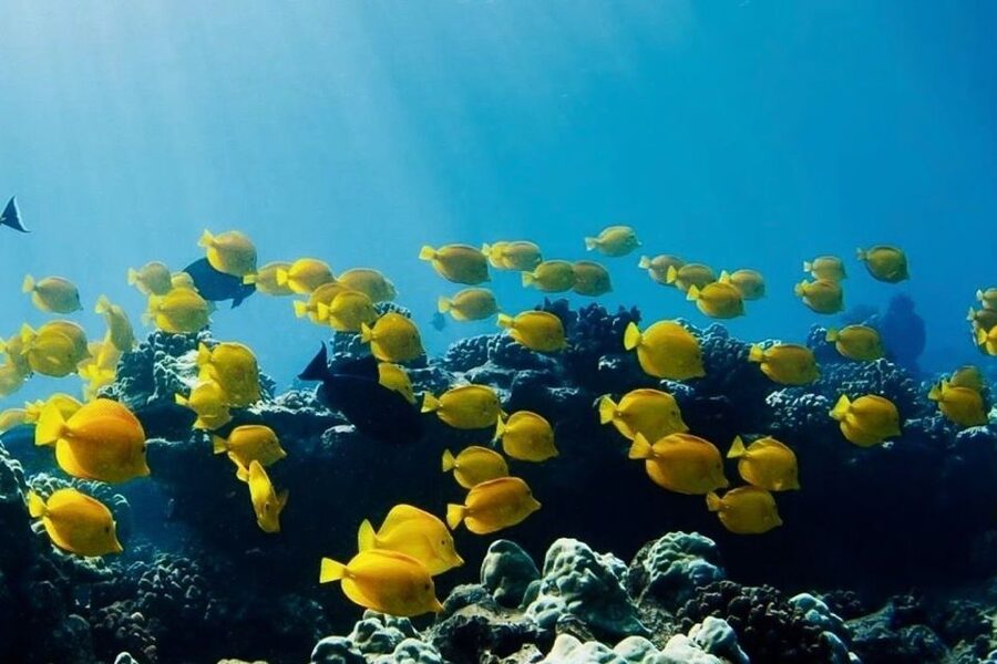 Hilo: Sea Turtle Lagoon and Black Sand Beach Snorkel - The Sea Turtle Lagoon Experience: Wildlife You Should Expect to Hunt For