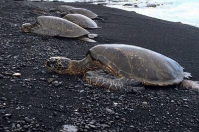 Hilo: Sea Turtle Lagoon and Black Sand Beach Snorkel - Two Snorkel Stops Along the Hilo Coast: What Each Part Gives You