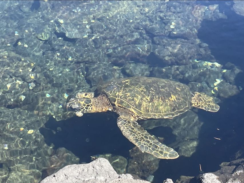 Hilo: Sea Turtle Lagoon and Black Sand Beach Snorkel - Guides Make the Difference: What You’ll Learn in Real Time