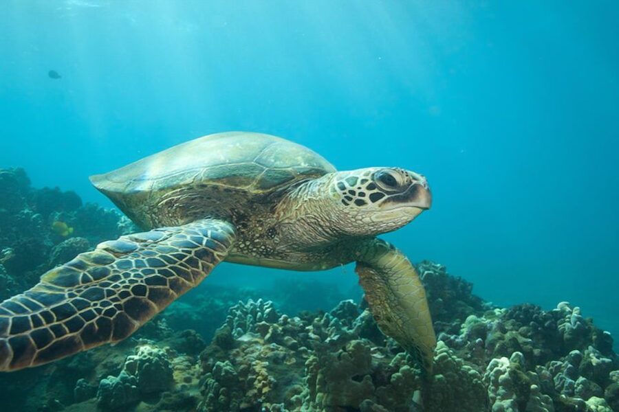 Hilo: Sea Turtle Lagoon and Black Sand Beach Snorkel - Black Sand Beach Comfort Tips: What to Bring and Why