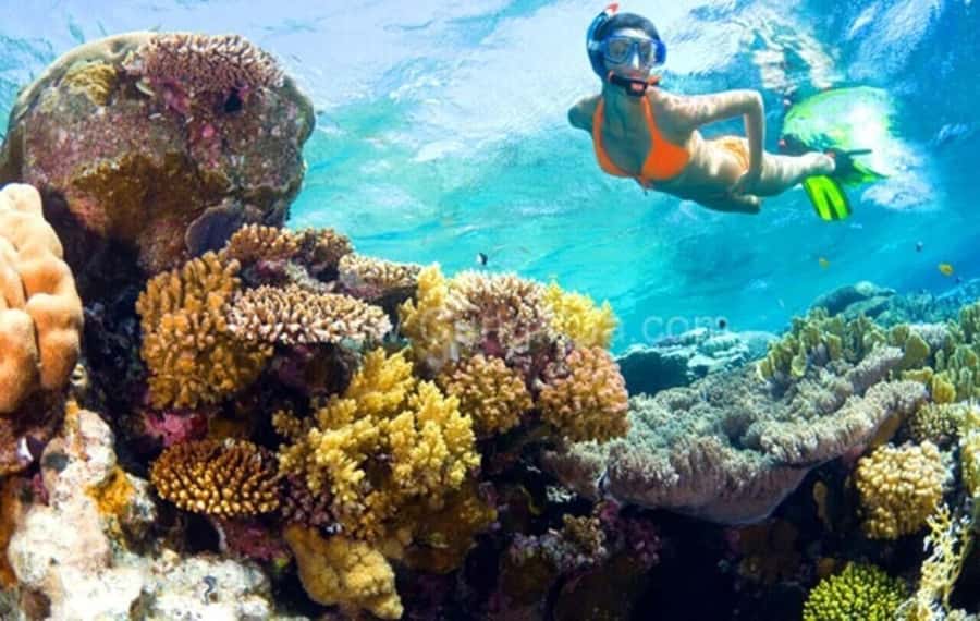 Hoi An: Cham Islands Snorkeling Trip by Speedboat with Lunch - Snorkeling at Bãi Xếp or Hòn Tai: your underwater payoff