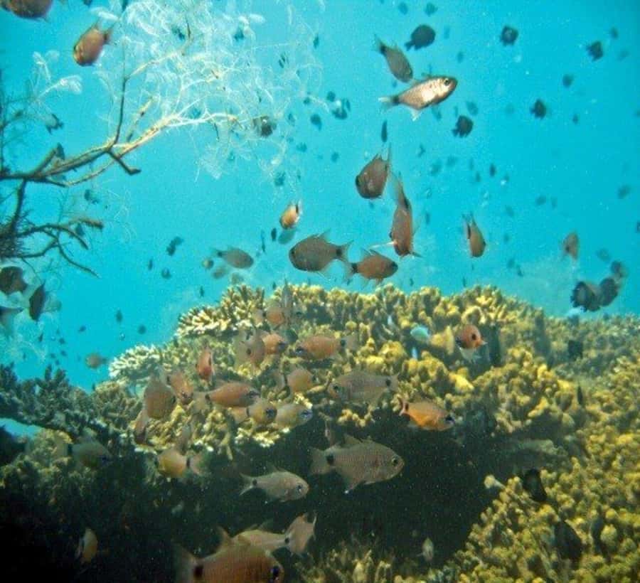 Hoi An: Cham Islands Snorkeling Trip by Speedboat with Lunch - Cham Island highlights: culture before you hit the water