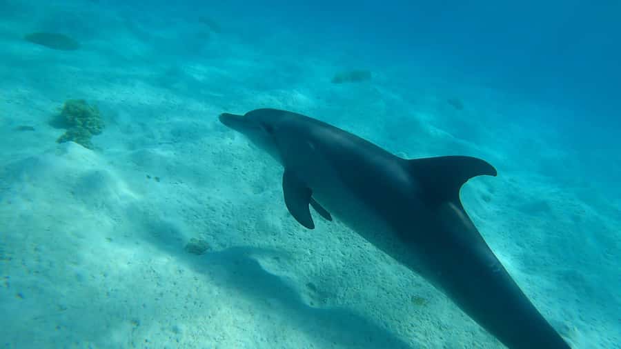 Hurghada: 3 Islands, Dolphins & Snorkel Yacht Trip w/ Lunch - Why this Hurghada yacht trip hits the sweet spot