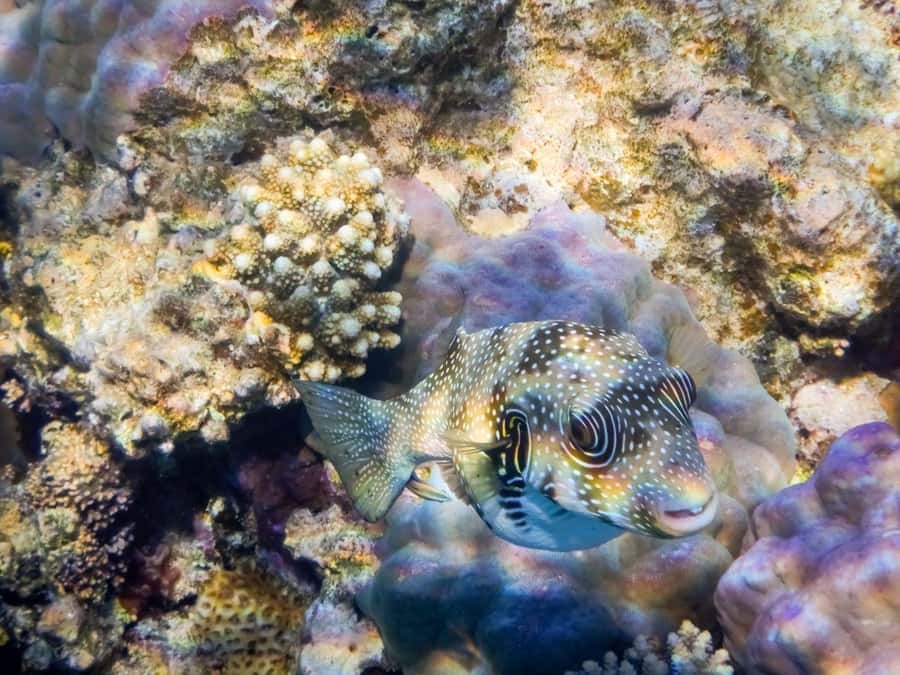 Hurghada: 3 Islands, Dolphins & Snorkel Yacht Trip w/ Lunch - Orange Bay: your first real taste of island time