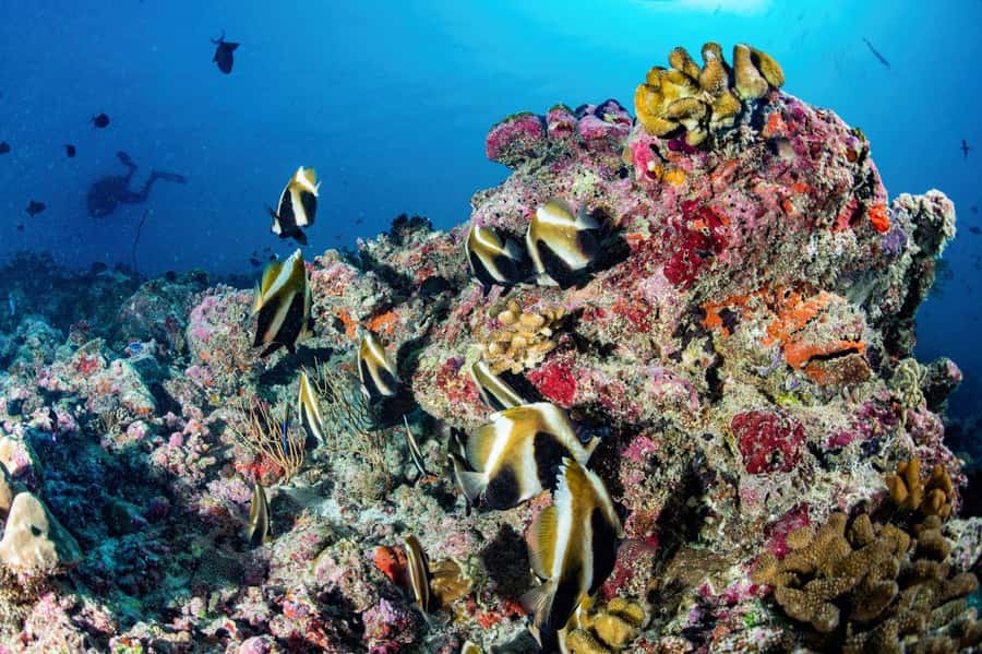 Hurghada: 3 Islands, Dolphins & Snorkel Yacht Trip w/ Lunch - Giftun Island snorkel stop: where the reef action happens