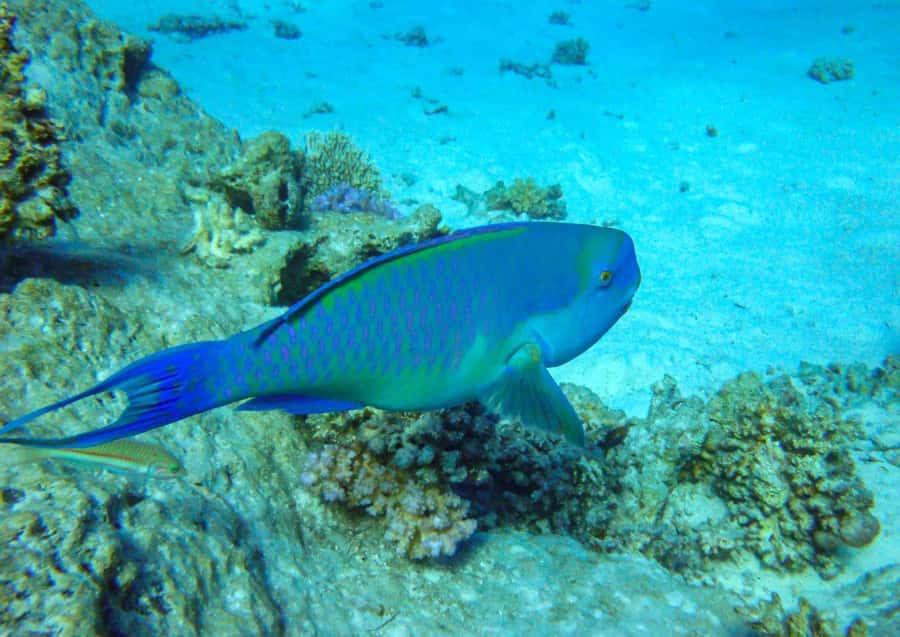 Hurghada: 3 Islands, Dolphins & Snorkel Yacht Trip w/ Lunch - Dolphin watching: close-up moments, with realistic expectations