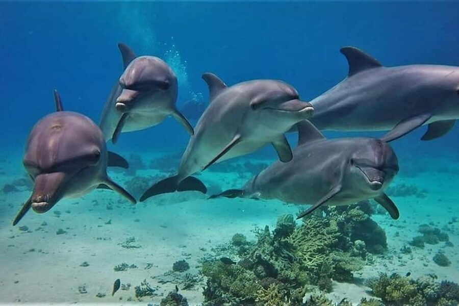 Hurghada: Dolphin & Coral Reef Snorkeling Tour with Lunch - Key things to know before you go