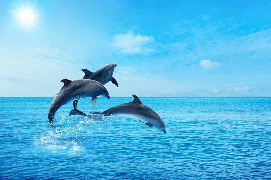 Hurghada: Dolphin & Coral Reef Snorkeling Tour with Lunch - Who this tour is best for (and who should skip it)