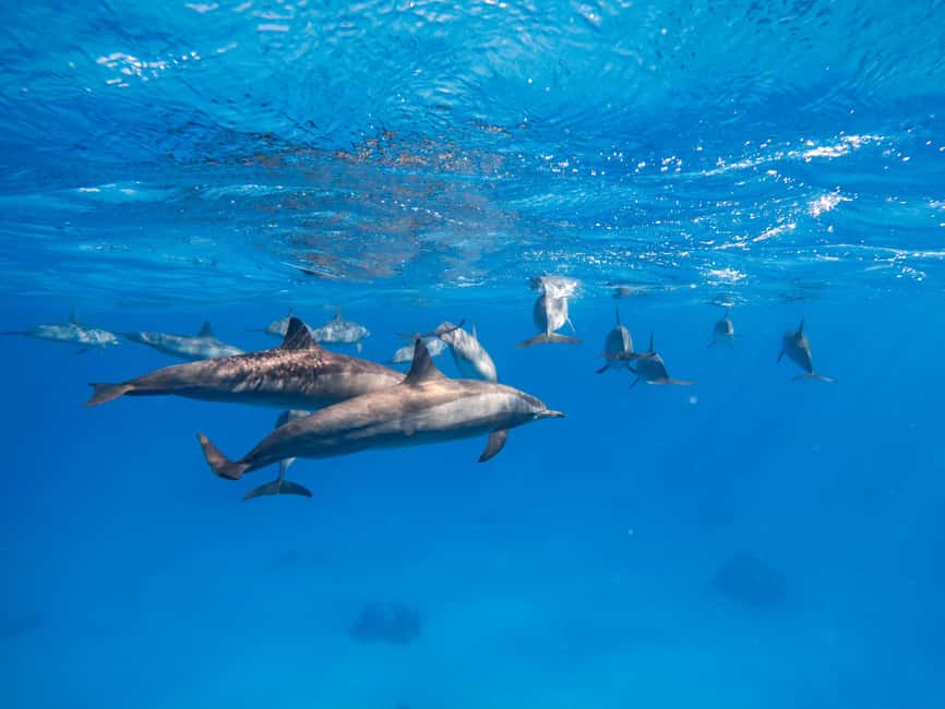 Hurghada: Dolphin & Coral Reef Snorkeling Tour with Lunch - Price and logistics: the real trade-offs you should plan for