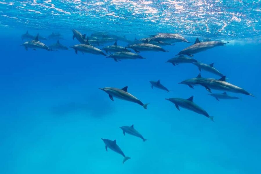Hurghada: Dolphin Watching Boat Tour with Snorkeling & Lunch - Boat Comfort and Crew Attention: Why the Experience Feels Managed