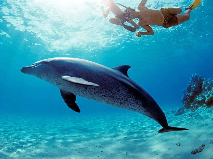 Hurghada: Dolphin Watching Boat Tour with Snorkeling & Lunch - Who Should Book This Dolphin and Snorkeling Tour