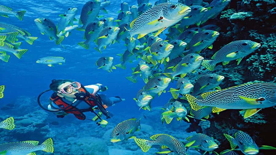 Hurghada:Luxury Diving & Snorkeling inc/Island/Lunch/Massage - Orange Bay Island: beach time, photos, and a lively island vibe