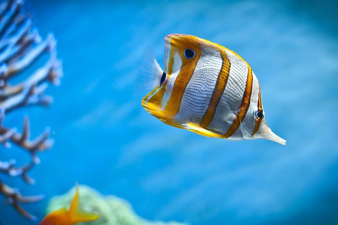 Hurghada: Orange Bay, Snorkeling, Watersports, Lunch & Drinks - Price and value: why $17.50 can make sense (and when it won’t)