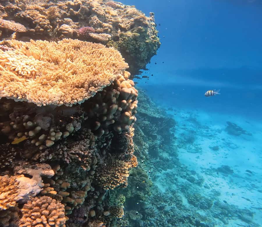 Hurghada: Premium Orange Island Cruise with Lunch & Transfer - Orange Island: what you’ll do in 2 hours (and how to use it well)